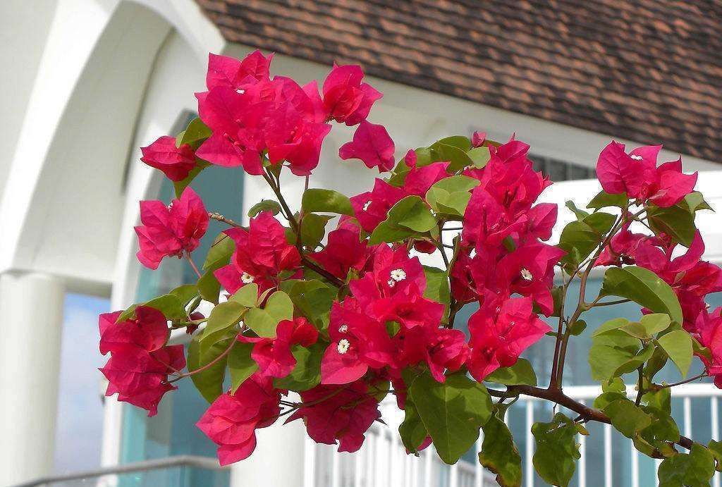 三角梅“催花”有妙招!教你这样做,花苞不间断!