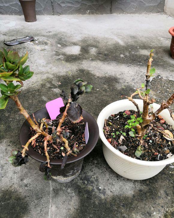 夏天|夏天养长寿花,做4个“要点”,才能安全度夏,天一凉快就开花