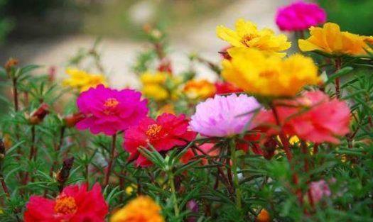 四溢|香气四溢的4种花,花型似玫瑰,比兰花还香,四季开花