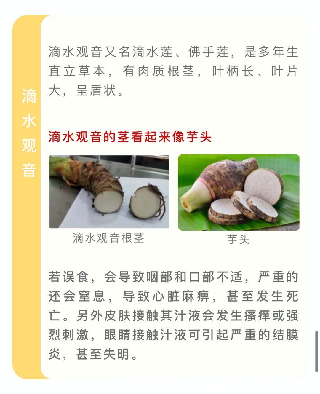 野菜|四川人注意！夏季这些常见的植物有毒