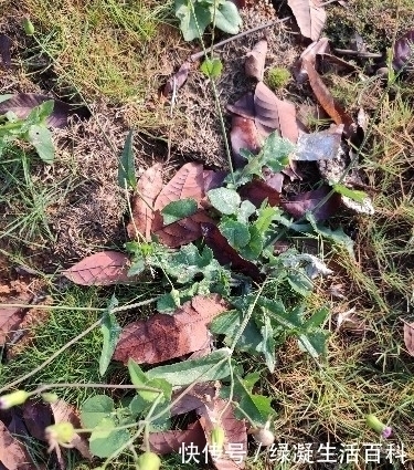 叶下红|每日识百草这种野草,一种全年可采食的野菜,赶快来认识一下