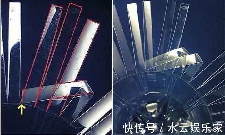 雪碧瓶别丢了,剪个口子拿来养花,一点不比买得花盆差!