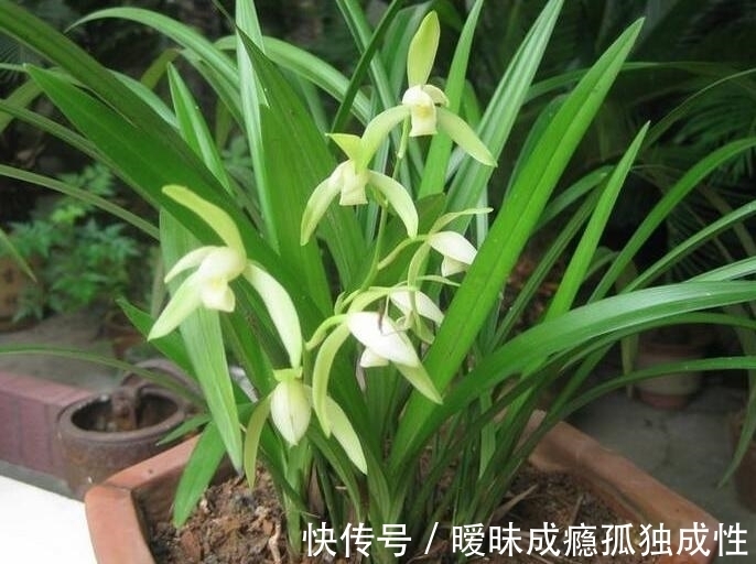 冬天|入秋后兰花怎么养?教你3个养护小妙招,熬过冬天,兰花越涨越旺