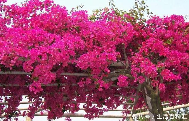 休眠|三角梅开花能力强，盆里埋点特制肥，夏天开出一片花墙