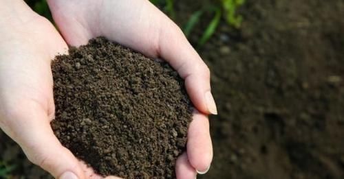 养花的旧土,加点料,秒变营养土,“肥的流油”,养啥花都旺