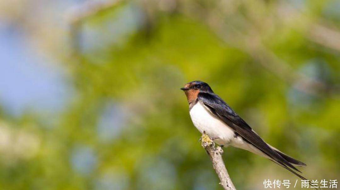 变法|王安石一首比较冷门的诗,很多人可能没有读过,但是同样写得很美