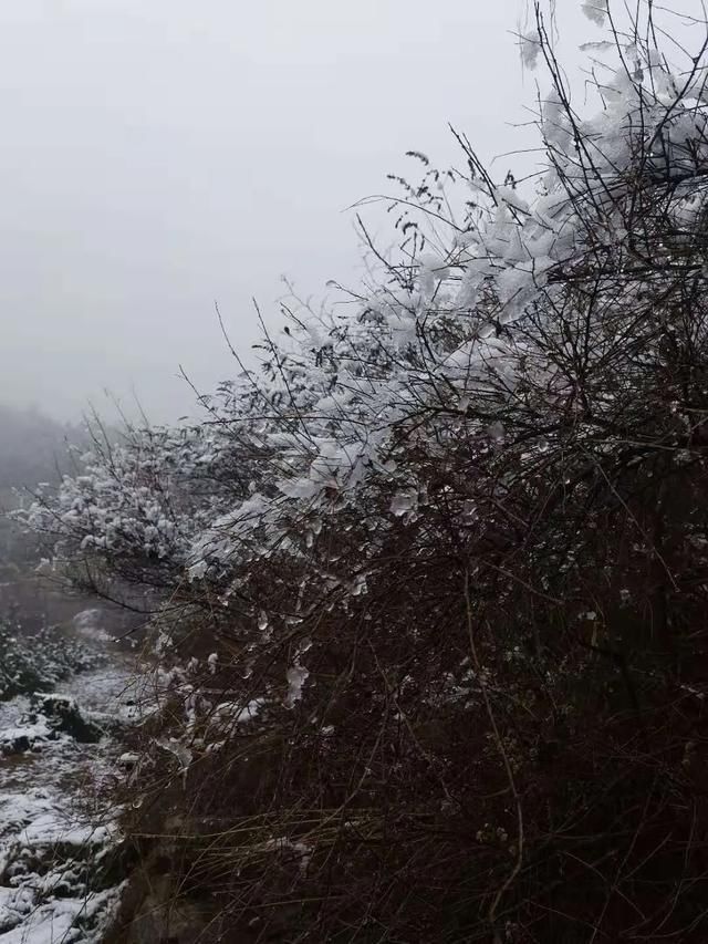 进来|大石崮森林公园喜提今冬初雪！点进来看雪景美图