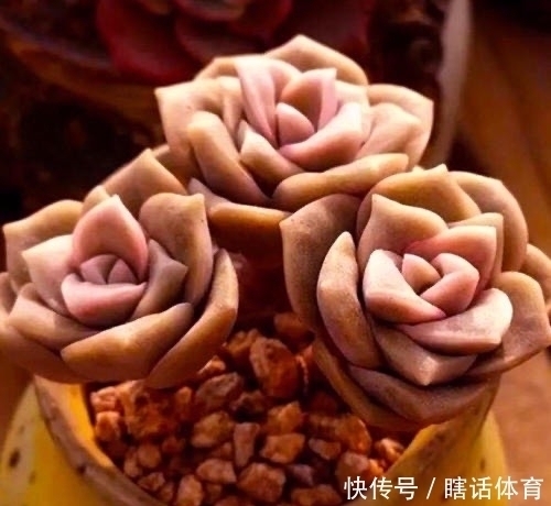 悬崖|这6种多肉养成悬崖桩,价格贵、颜值高,看起来真过瘾