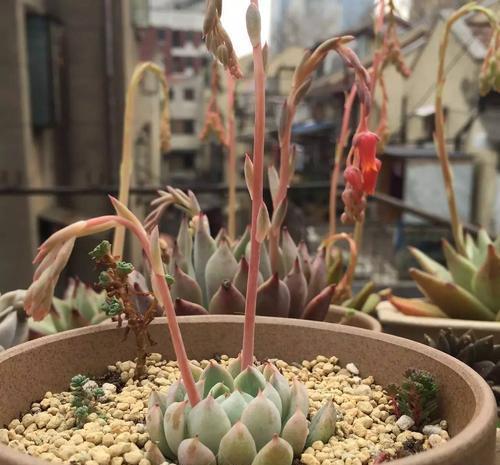 开春多肉出现3个迹象,及时做这件事,生长迅速养成肉墩子!