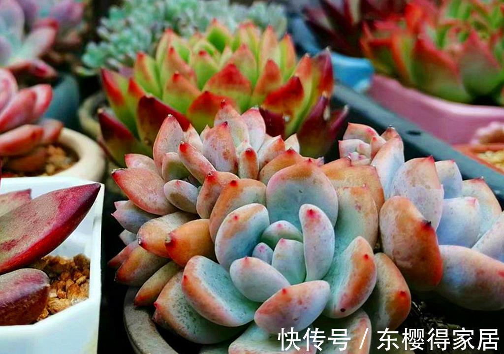 品种|养多肉费钱吗？这份省钱秘籍请收好，不费钱还会越养越开心