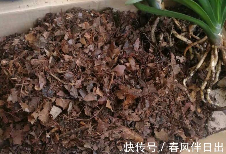 养花|奉劝新人朋友:密封发酵植料,加些它们,养花效果更好!