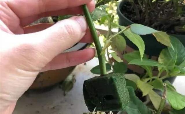 要点|苗木进行扦插繁殖时,记住扦插的要点,繁殖成活率高