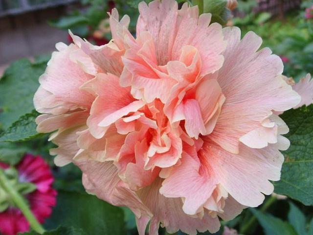 农村叫做“鸡冠花”，小时候经常沾在鼻子上，好玩还好看