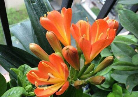 “1种小药片”比什么黄豆水、柳枝水强100倍，养啥都“可以”，牛