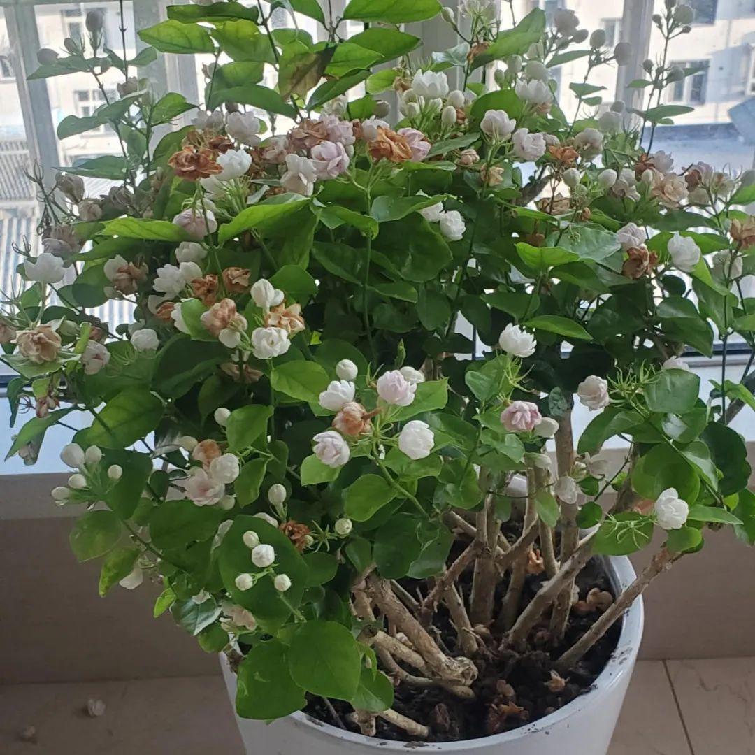花苞|公认难养的花,养一盆死一盆,从来没有养活过!