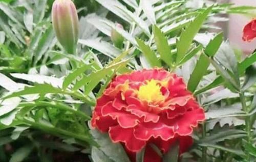 花期|4种花看一眼就难忘，楚楚动人，花期超长，给你一片花海！