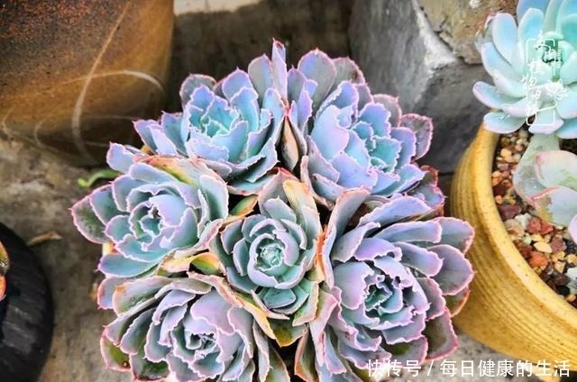 如何让多肉变美看看我是如何宠它们的！如何让多肉变美看看我是如何宠它们的！