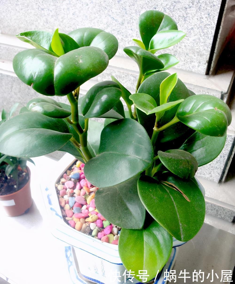 遮光网|4种需尽快搬离阳台的耐阴花,晒久了会影响花的生长,安排起来