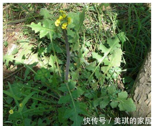 药材|农村这种“野草”,人称“还阳草”,遇见此花,一生喜乐无忧