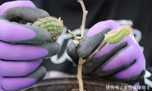 牙签扎个洞，插上仙人球，嫁接在“神木”上，变成“仙人球树”！