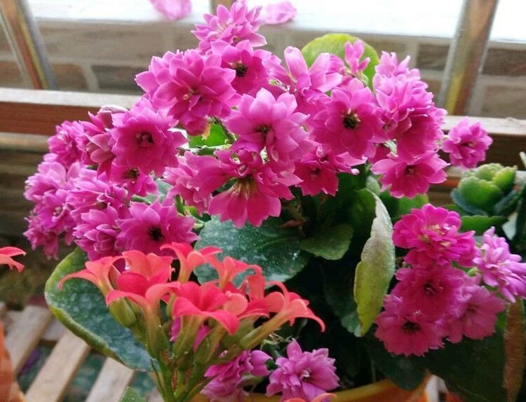 此“天然”有机肥，能防土板结、促花全面生长，淘米水不如“它”