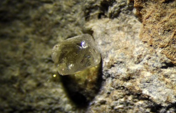 野外遇到这种植物不要放过，因为植物的根部能结出钻石