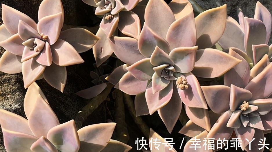 胧月,新手也可养成老桩的多肉,皮实又好养