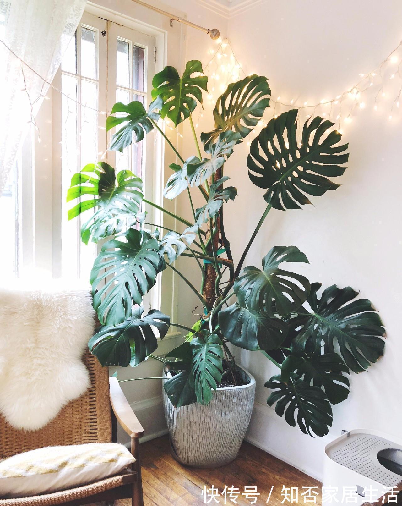 发财树|9种盆栽“耐阴王”,不见太阳也长得旺,养在家里超有范