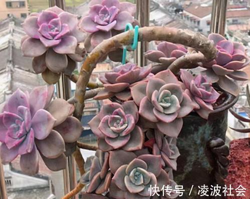 习惯|夏天多肉紫乐有“3怕”，难怪长气根不长个，改变养护习惯是关键