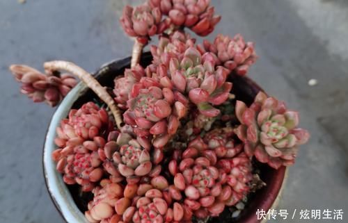 光照|多肉淋水后,哪些事情不该做,早知道才能避免“发烧”