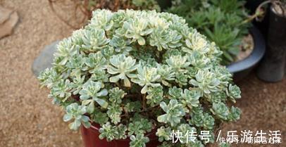 观赏价值|6种大型多肉植物,颜值高好养护,阳台种一盆,大气上档次!
