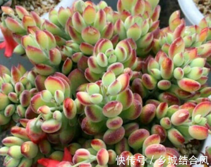 自带香味的多肉植物,3件事做不好,难怪选对品种也闻不到香味