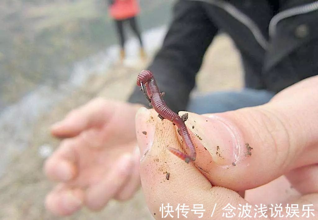 蚯蚓钓大鱼，真正奥秘不是挂钩方式，做好这一步，大鱼排队咬钩
