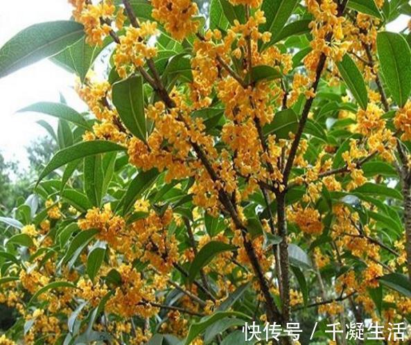 比香水还要香的6种花，栽在阳台上，满屋子都飘香，美极了！