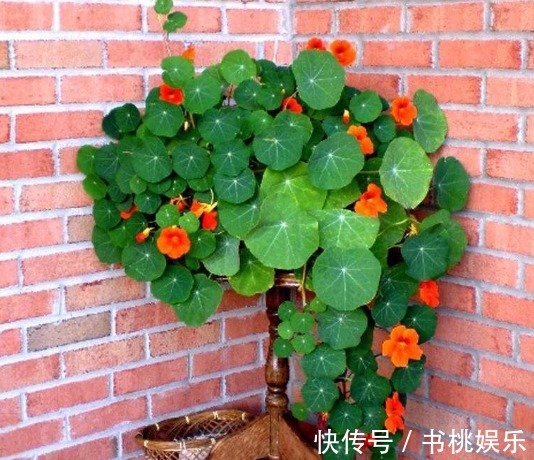 花盆|4种容易爆盆的花,吊起来养更合适,开花非常美