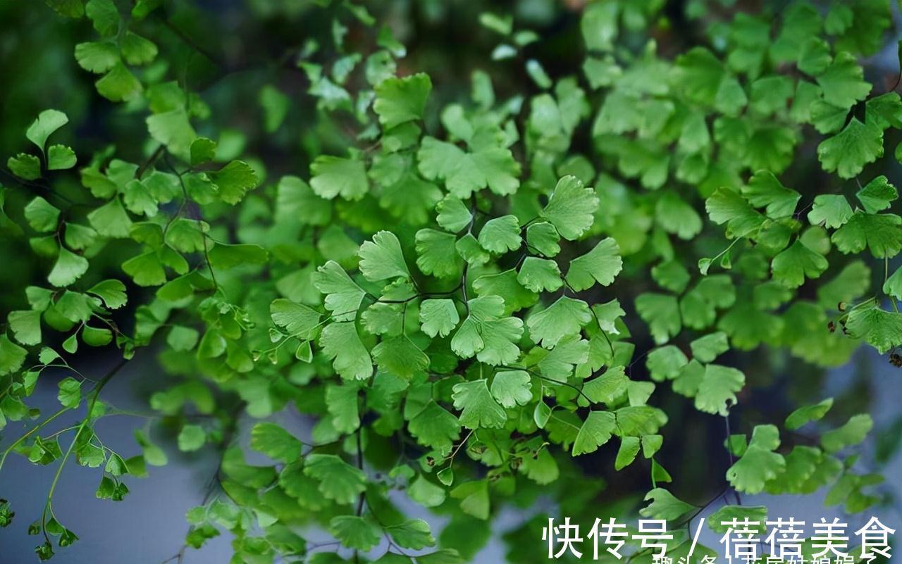 家居空间小没地方养花?16种适合吊养的花,小空间养花的必备良品