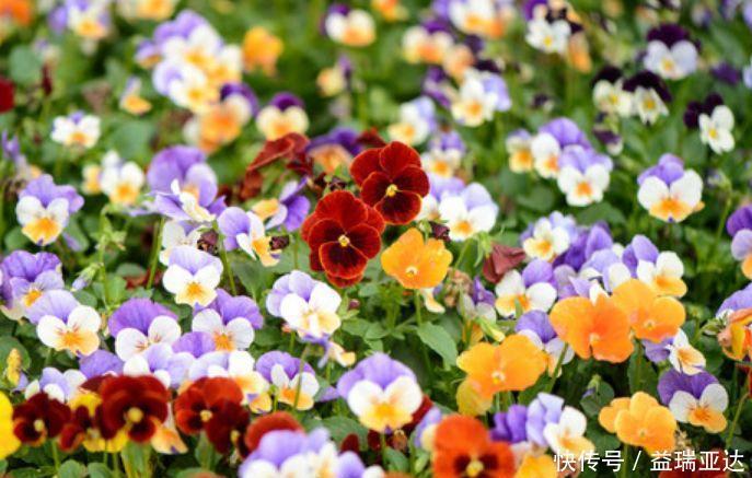 桔梗|养花就养此4种，好养易活花量大，还能散发淡淡的香气