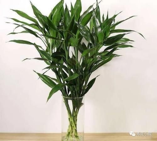 冬天室内太干燥,养上6种植物,空气清新自然