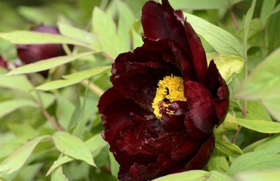 新手养花，不如养盆花中精品“初乌”，亲切妖娆，花姿清雅