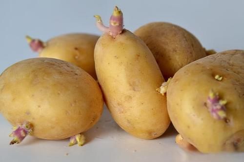 食用|发芽的土豆、大蒜、红薯、生姜到底能不能吃?医生:看完涨知识了