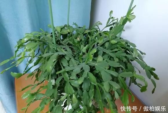 蟹爪兰摆放位置有“讲究”,一不小心就不开花,看你摆的对不对