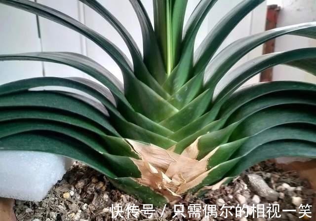 巧用这种皮,养君子兰发财树,叶片光亮,效果让人满意!