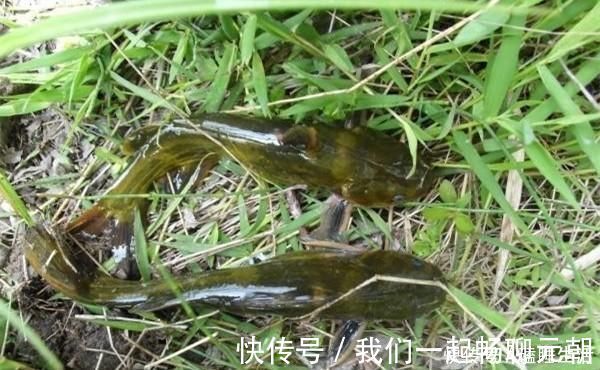 野钓|夏天野钓黄鸭叫，就用这种钓法，省事省力，收获有保证