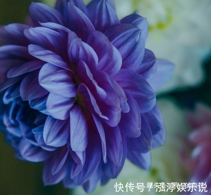 此花颜色多姿多彩,被墨西哥尊为国花,象征着慷慨无私的品质