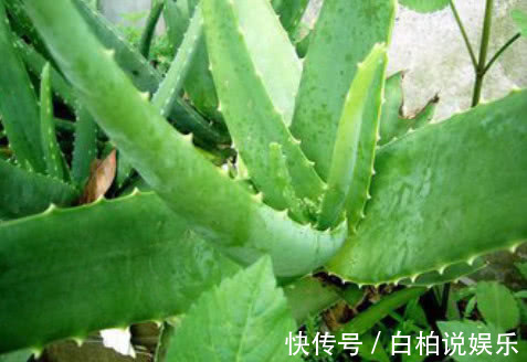 镇宅|四种花不要轻易送人,放在家中,养人又镇宅,尤其是最后一种!