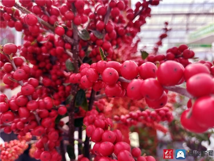 罗含宅里香|泰安这里菊花展“十一”假日期间持续免费开放 快去打卡