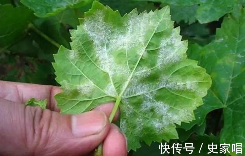 养花|养花,想让植物健康生长,应该控制温度和防止细菌繁殖