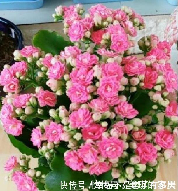花园|4种花很耐养，沾土就能活，阳台变花园，太美了！