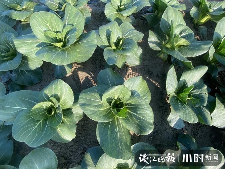 育种|青菜你爱吃菜梗,还是菜叶?默默成长20年,青菜界“紫霞仙子”揭开神秘面纱