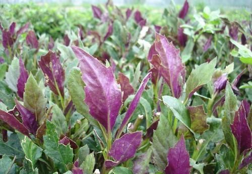 蠶菜蠶菜|女人要學(xué)會(huì)愛(ài)自己，4種野菜，刮油清脂，補(bǔ)充雌激素，美容抗衰老